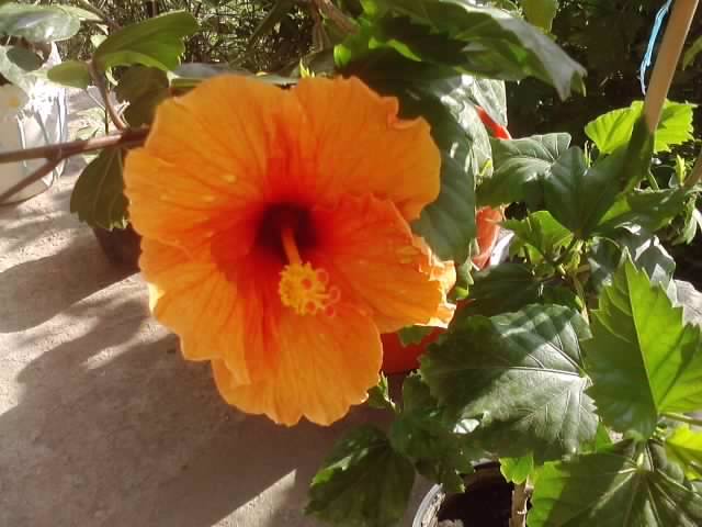 P030812_17.32_[01] - hibiscusi-2012-1