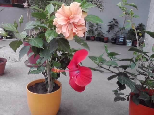 P090812_12.43_[02] - hibiscusi-2012-1