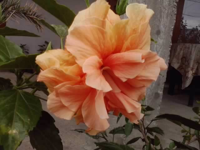 P090812_12.44_[01] - hibiscusi-2012-1