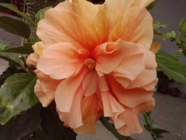 P090812_12.44_[02] - hibiscusi-2012-1