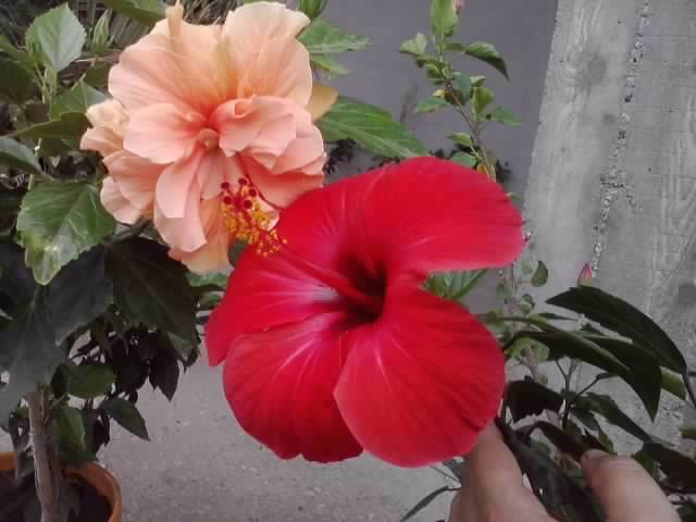 P090812_12.44_[04] - hibiscusi-2012-1