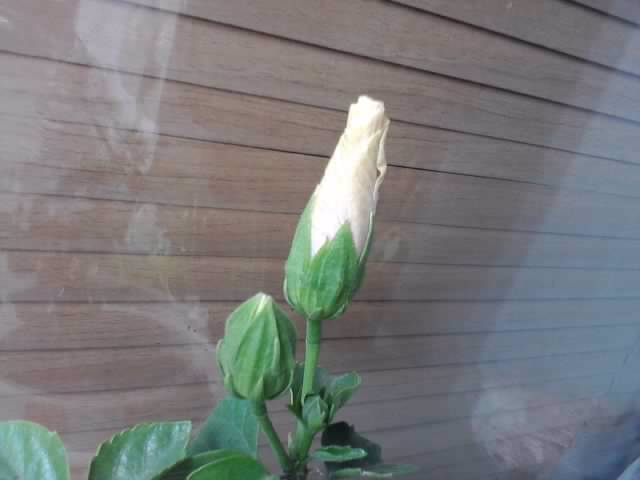 P090812_13.25 - hibiscusi-2012-1