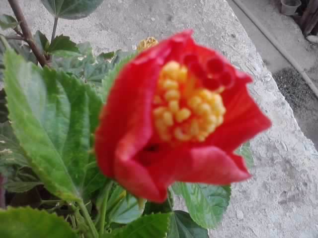 P100812_08.39_[01] - hibiscusi-2012-1