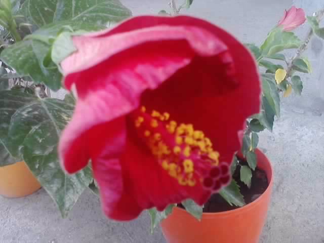 P100812_08.39_[02] - hibiscusi-2012-1