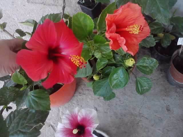 P100812_14.11_[03] - hibiscusi-2012-1