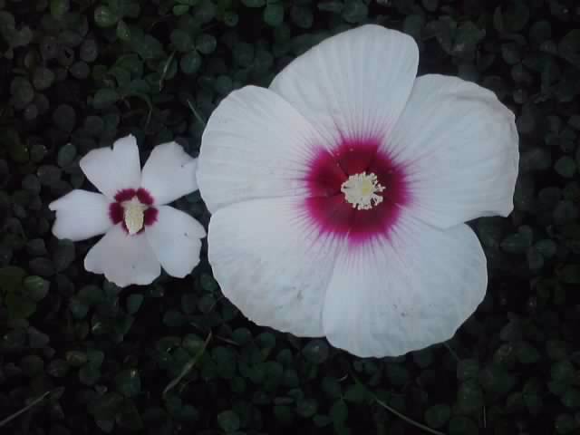 coccineus si mouschetous - hibiscusi-2012-1