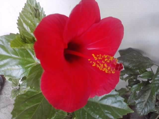 P110812_08.03_[02] - hibiscusi-2012-1