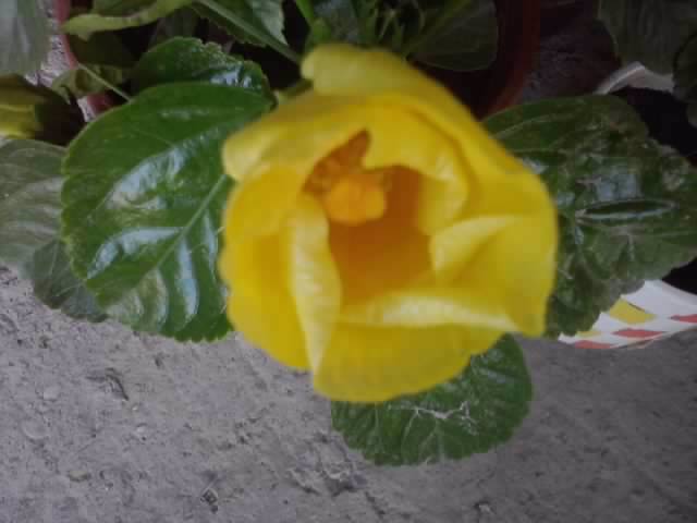 P110812_08.04_[01] - hibiscusi-2012-1