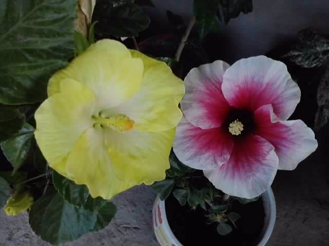 P110812_10.13_[02] - hibiscusi-2012-1