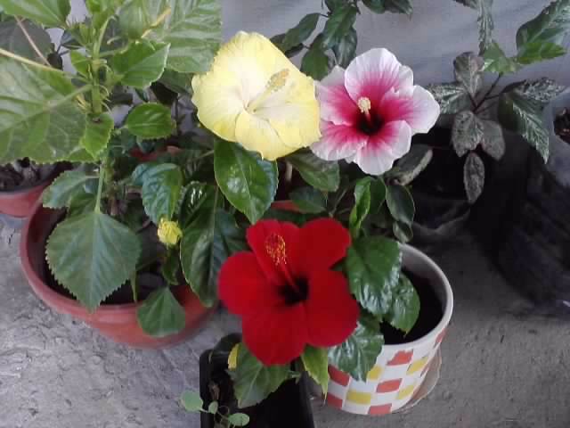 P110812_10.50 - hibiscusi-2012-1