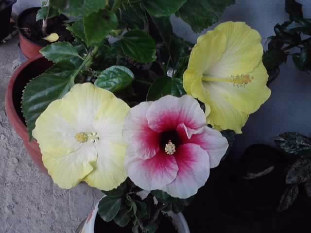 P120812_13.35_[01] - hibiscusi-2012-1