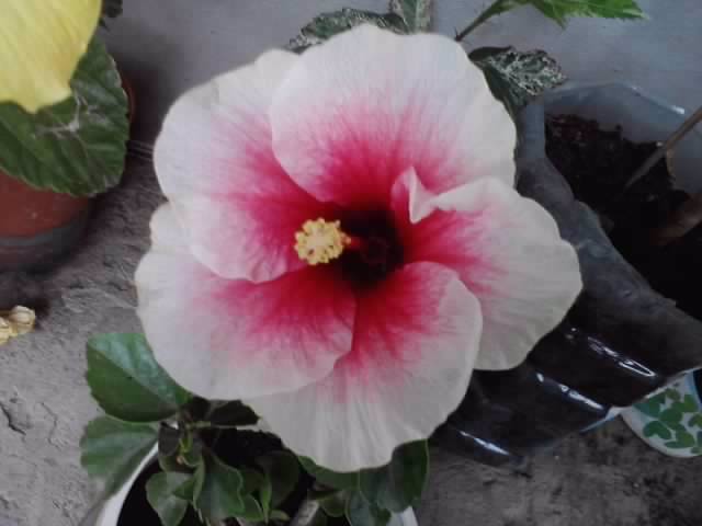 P120812_13.35_[02] - hibiscusi-2012-1