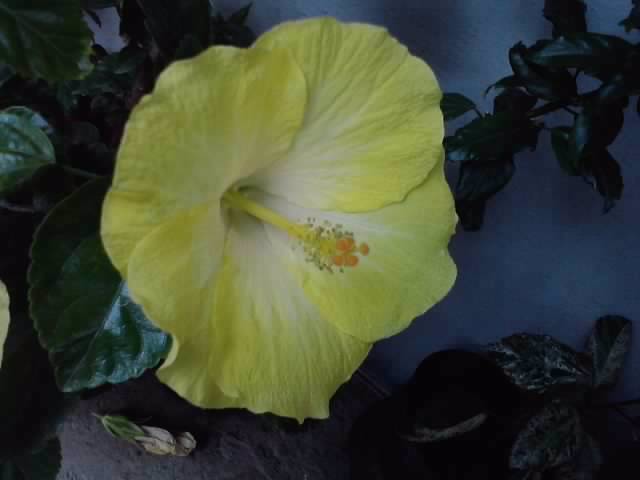 P120812_13.35_[04] - hibiscusi-2012-1