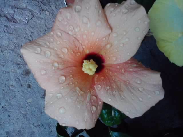 P120812_13.36_[02] - hibiscusi-2012-1