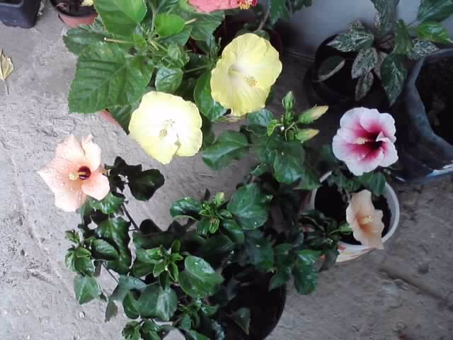 P120812_13.37 - hibiscusi-2012-1