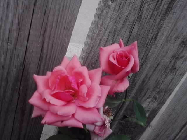 P090812_12.46 - roze 2012-2