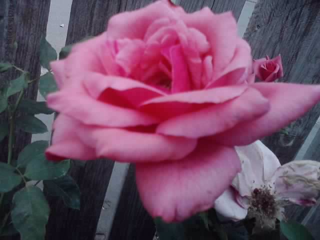 P090812_12.46_[01] - roze 2012-2