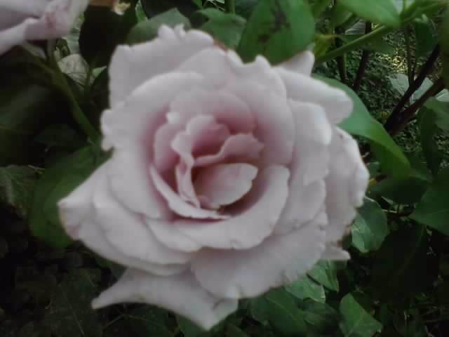 P100812_08.45_[01] - roze 2012-2