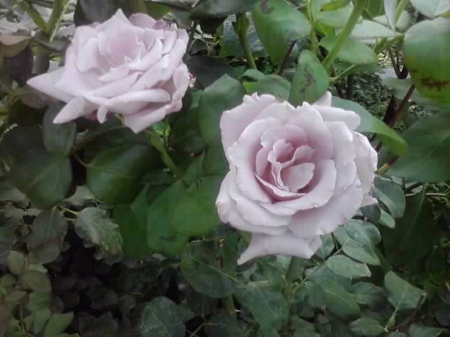 P100812_08.45_[02] - roze 2012-2