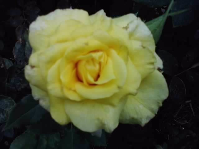 P130812_12.38_[02] - roze 2012-2