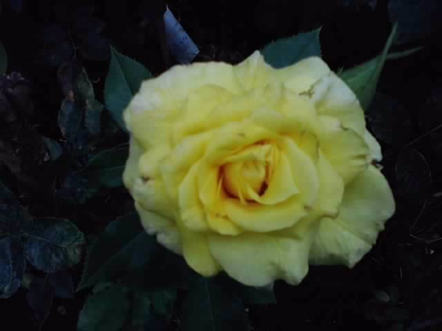 P130812_12.38_[03] - roze 2012-2