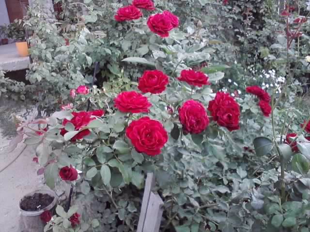 P160812_09.48_[04] - roze 2012-2