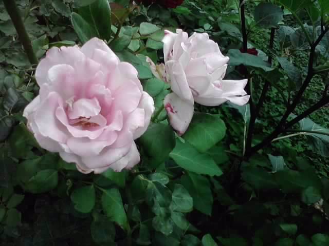 P160812_09.49 - roze 2012-2