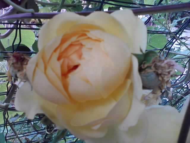 P160812_09.50_[01] - roze 2012-2