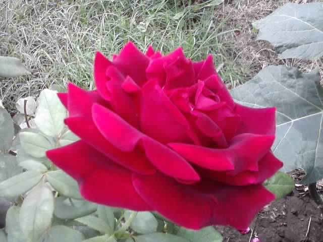 P160812_09.51_[01] - roze 2012-2