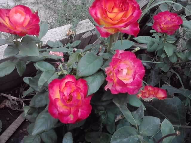 P160812_09.51_[04] - roze 2012-2