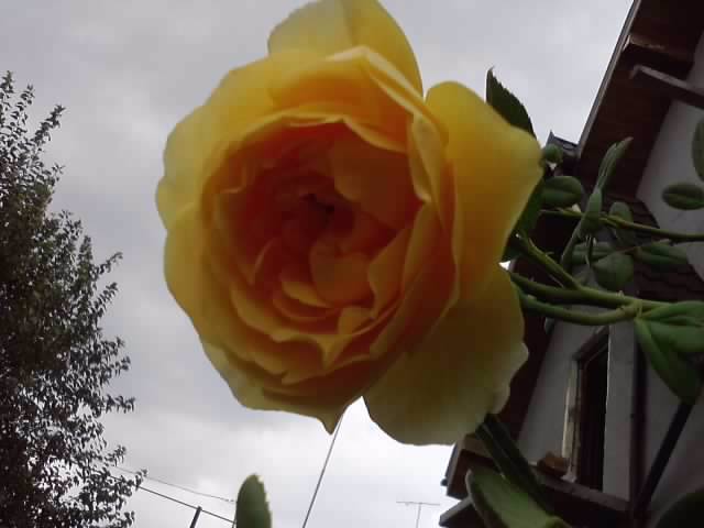 P180812_12.07_[04] - roze 2012-2