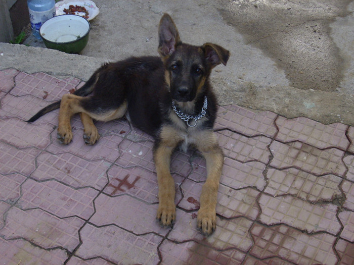 BASKO DEL VALIO - Ciobanesti germani