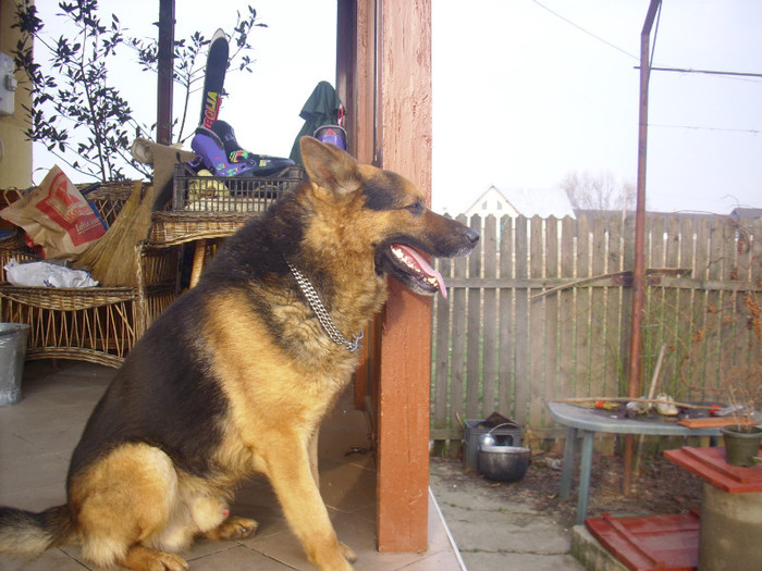 Rocky; Mascul cumparat si dresat la Fly dogs,Sibiu
