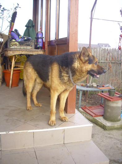 Rocky; Mascul cumparat si dresat la Fly dogs,Sibiu
