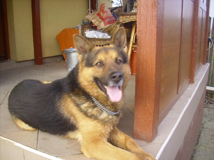 Rocky; Mascul cumparat si dresat la Fly dogs,Sibiu

