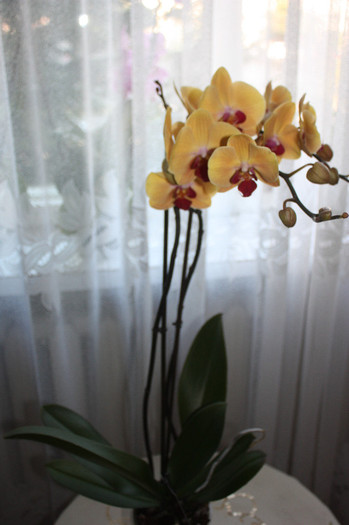 IMG_5693 - Orhidee