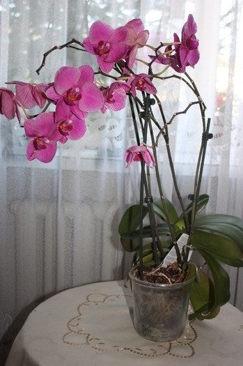 IMG_5695 - Orhidee
