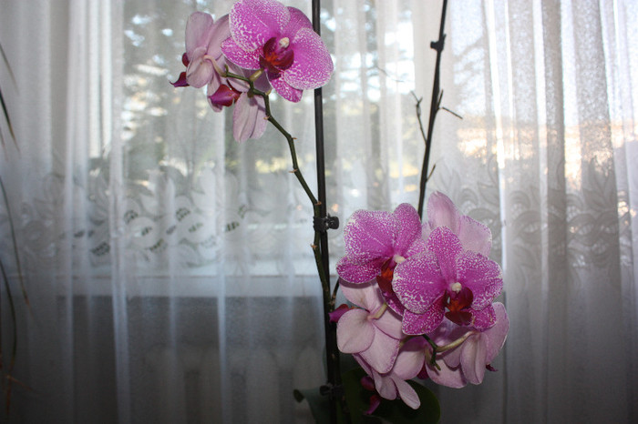 IMG_5696 - Orhidee