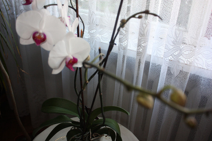 IMG_5700 - Orhidee