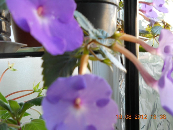 20.08.2012 023 - ACHIMENES- KOHLERIA SI EUCODONIA
