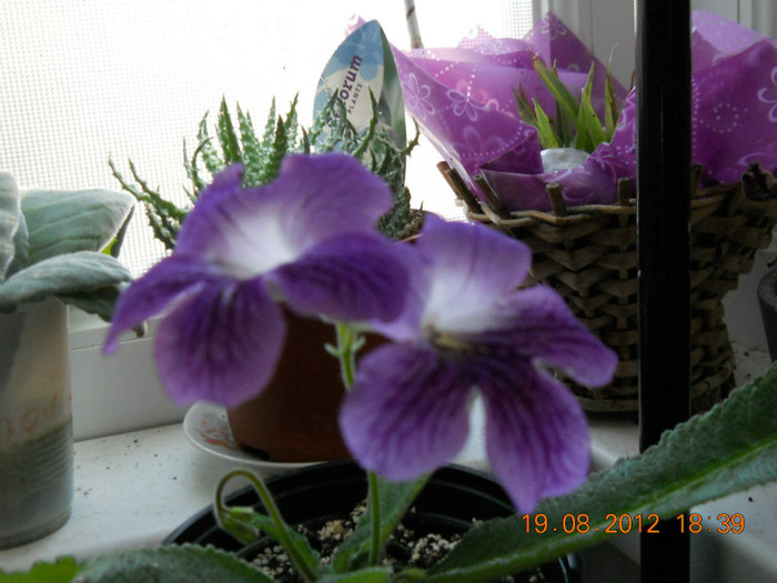 20.08.2012 030