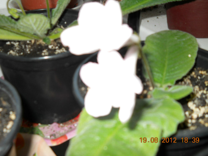 20.08.2012 034 - STREPTOCARPUSI