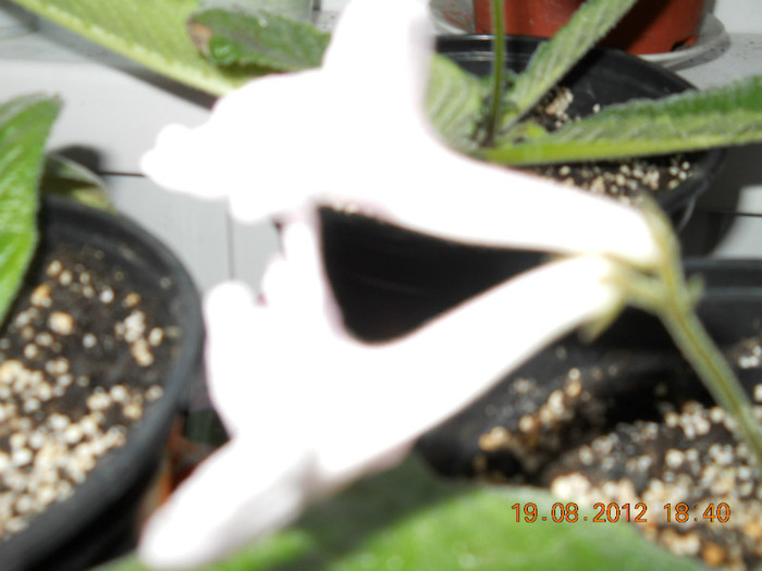 20.08.2012 038 - STREPTOCARPUSI