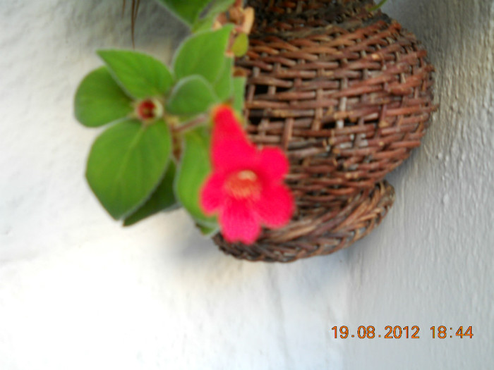 20.08.2012 056 - ACHIMENES- KOHLERIA SI EUCODONIA