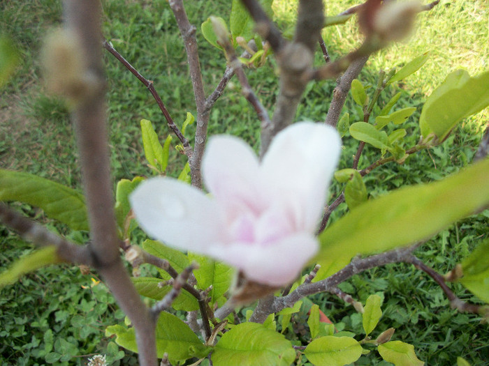 20 aug 2012 - magnolia 2012