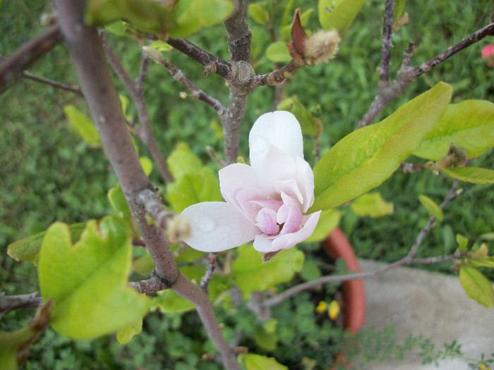 100_3327 - magnolia 2012