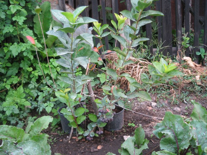 Aronia plantat in gradina,august 2012; au mai crescut si au cateva buchetele de fructe
