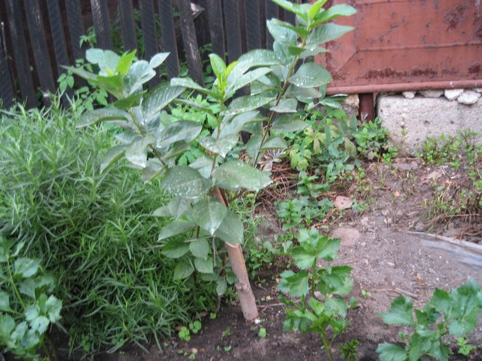 Aronia plantat in gradina,august 2012 - Arbusti ornamentali fructiferi - Aronia melanocarpa nero Scorus negru