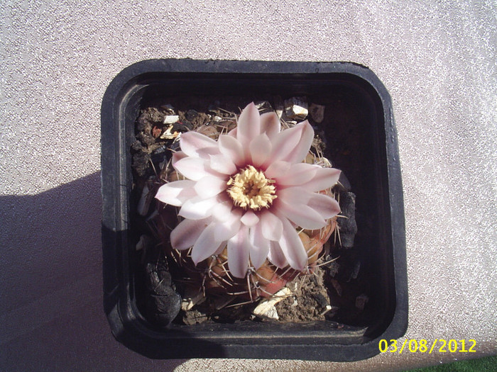 Gymnocalycium quehlianum - 2012