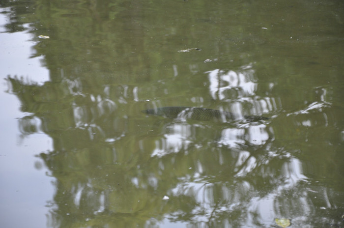 _DSC5001 - Milano 2012